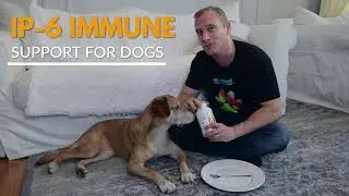 IP-6 Immune support for dogs