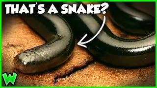 The WEIRDEST Snake on Earth? The Blind Snake