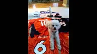 Will the Broncos beat the Panthers in the Super Bowl?  Bo Knows Football - Super Bowl Edition - 2016