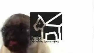 Pug Loves Dan's Dog Walking and Pet Sitting