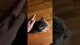 Using healing intention for energy work for &ldquo;Dali,&rdquo; the house cat