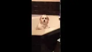 Puppy chases ball into and out of bath tubs