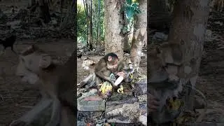 Can Monkeys Share Their Food Without Fighting? #monkeydluffy #monkeychallenge #monkey #monkeymonkey