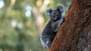 Port Stephens Koala Sanctuary - Tourism Australia Ad