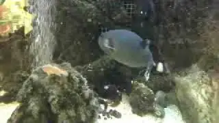 Bruno's Dive Shop Aquarium