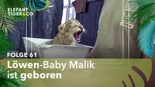 Hallo, kleiner Löwe! (Folge 61) | Elefant, Tiger & Co. | MDR