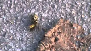 Wasp Attack
