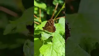 brown butterfly brauner schmetterling motte Edelfalter #shorts #short #nature #bugs #schmetterling