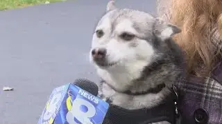 Runaway dog finally home after leaving his parents at the alter
