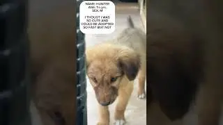 💔 Hunter Waits for Love | 1&frac12;-Year-Old Rescue Dog Still Hoping for a Home#lostdog #lucasterrier #seo