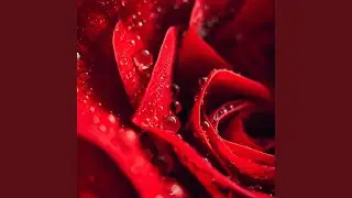 Ma rose