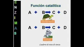 ¿Qué son las enzimas?