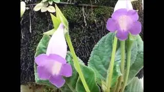 Felicidade  -   Meishu Sama