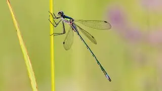 Лютки-невесты. Lestes sponsa. Насекомые Беларуси.