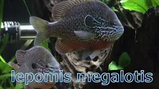 Longear Sunfish Aquarium