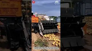 Automated Onion Harvest Unloading: Smooth Transfer from Harvester to Crates