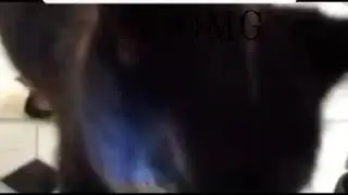 The cat that says Die