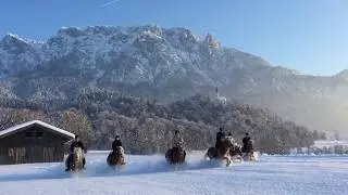 Tiroler Haflinger Pferde Im Winter