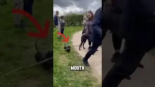 This Dachshund's Stick Bumps into Greyhounds 🐶