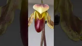 Hoa Lan H&agrave;i #fish #bonsai #orchid #hoa #phat #plants #live #mini #music #garden #xuhuong #trending