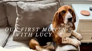 Our first month with Lucy the Basset Hound: How it's really going