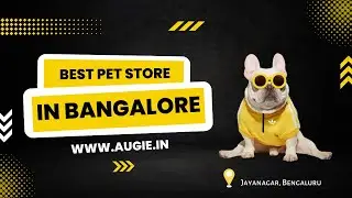 Best Pet Shop Bangalore | Pet Accessories | Pet Food | Pet Products | Jayanagar | Augie Pet Store