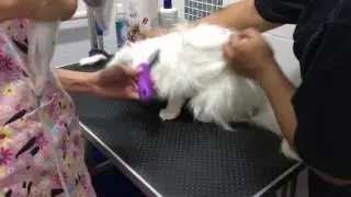 Exotic Longhair Persian Cat Grooming Session - Part 5