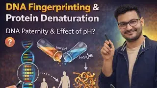 DNA fingerprinting is used to determine paternity of an individual. Which property of DNA helps 