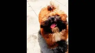 #Dog #support #Help#subscribe #Thanks for watching