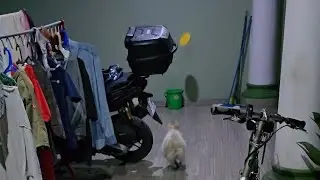 Mochi si hiperaktif kena mental