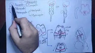 #Neuroanatomy Chapter 18|Development of forebrain part 1#neurology#embryology of cns#cns#mbbs,#bds
