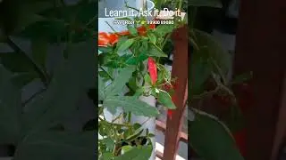 Early harvesting for more production in vertical vegetable gardening