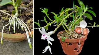 Do this with your rootless orchid, Roots and sprouts grow uncontrollably !!!