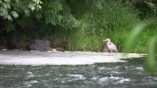 Moving to West Linn Oregon | West Linn Homes, Lifestyle and Community Video
