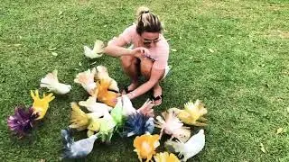 Разноцветные голуби в Paradise Park Farm Koh Samui, на острове Самуи