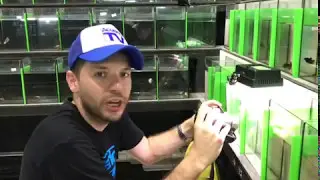 Rafa Bettas   Grabando los mejores ejemplares del  mundo pra acuariotv en thailandia