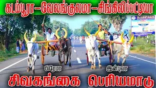பெரியமாடு சிவகங்கை  பந்தயம்_21.12.2025 50,001ஆயிரம் யாருக்கு??