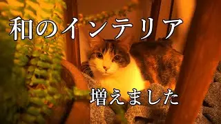 和のインテリアが増えました！紹介します　Vlog#14