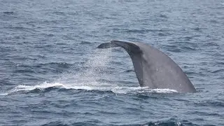 Condor Express Whale Watching September 13. Blue Whales and Common Dolphins