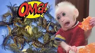 The baby monkey's funny reaction and expression upon seeing the crabs!