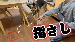 指差した空間の延長線上を犬は理解しているか検証してみました　ジャーマンシェパードのレイ