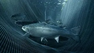 Norway's fishing industry fights back after salmon scare
