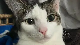 Disabled cat has sweetest bond with mom