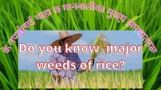 Major weeds of rice crop