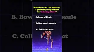 Nephron  #healthquiz #quiz #humananatomy