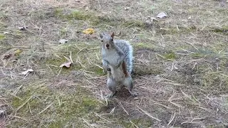 Would the squirrels at the park remember me?