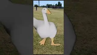 Cursed duck