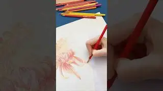 #floral #flowerpainting #drawing #shortdrawing #цветныекарандаши #рисунок #цветы #shortvideo #art