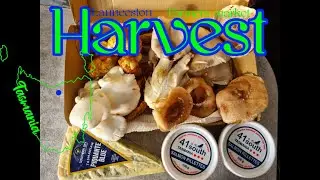 Harvest Farmers Market, Launceston, Tasmania