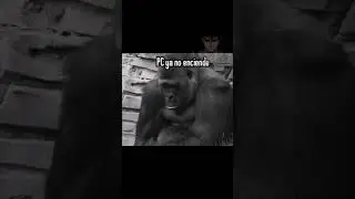 DESCARGAR EN ELAMIGOS VIDA BUENA #doblaje #humor